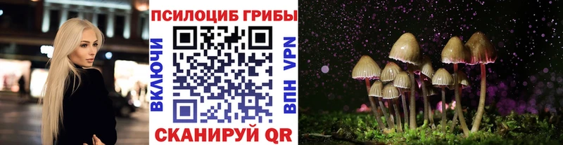 Галлюциногенные грибы Psilocybe  как найти закладки  блэк спрут сайт  Светлогорск 